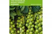 Brussels Sprouts Groninger Brussels Sprouts Groninger