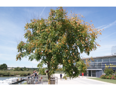 Savonnier - Koelreuteria Paniculata - arbre