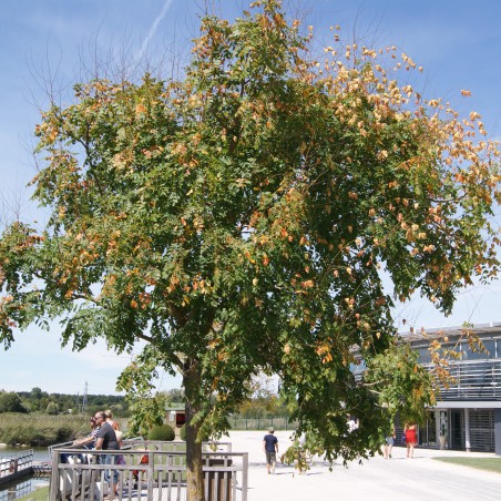 Blasenesche - Blasenbaum - Lampionbaum - Koelreuteria Paniculata