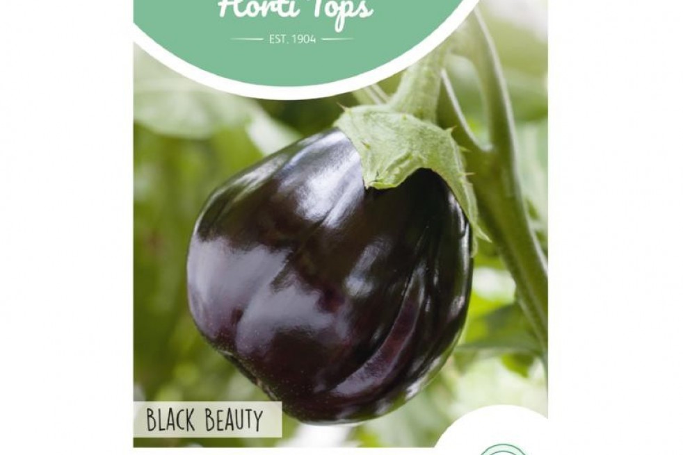 Aubergine Black Beauty Aubergine Black Beauty