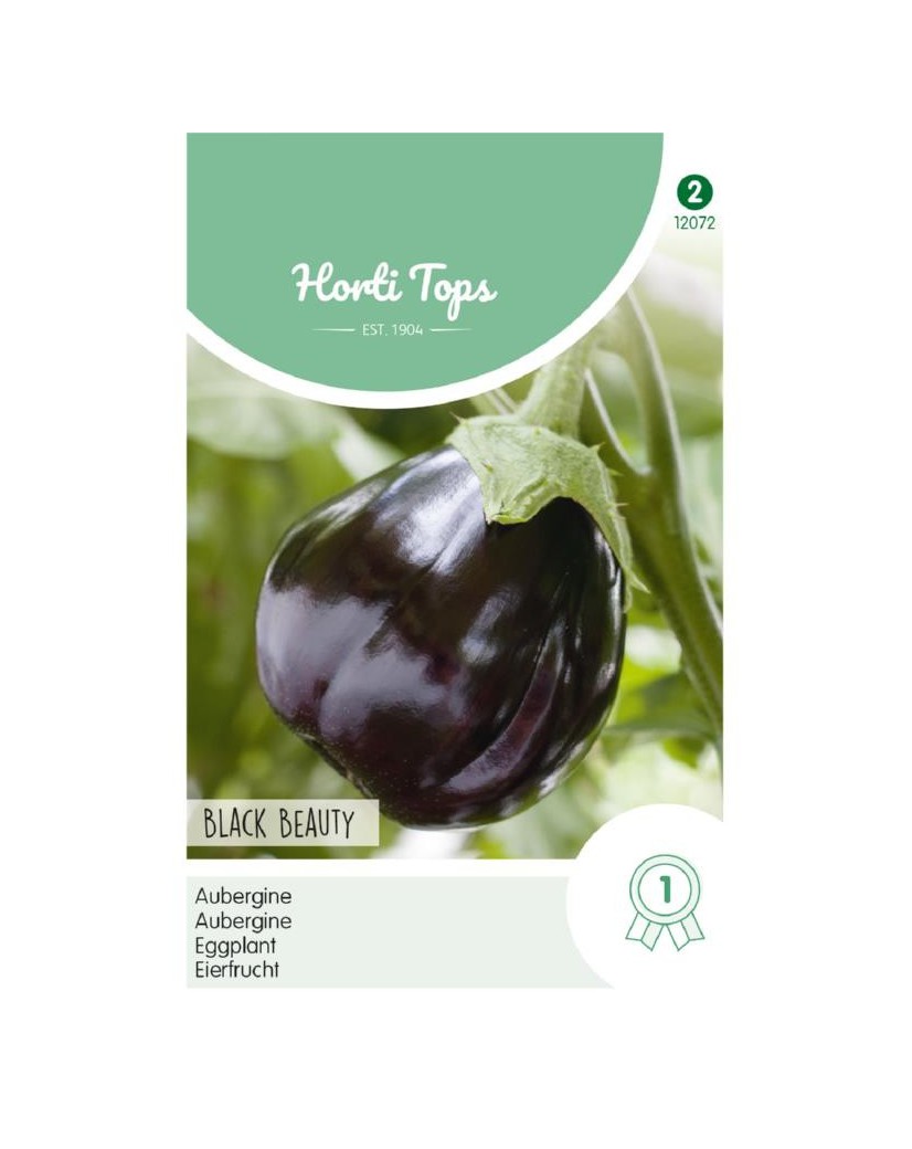 Aubergine Black Beauty Solanum melongena