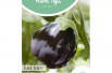 Eggplant Black Beauty
