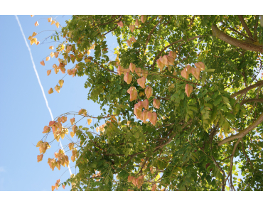Savonnier - Koelreuteria Paniculata - arbre