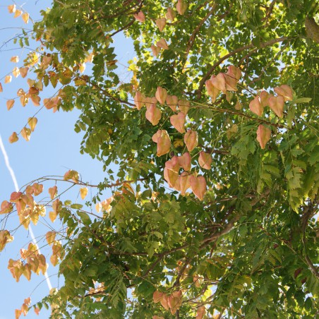 Blasenesche - Blasenbaum - Lampionbaum - Koelreuteria Paniculata