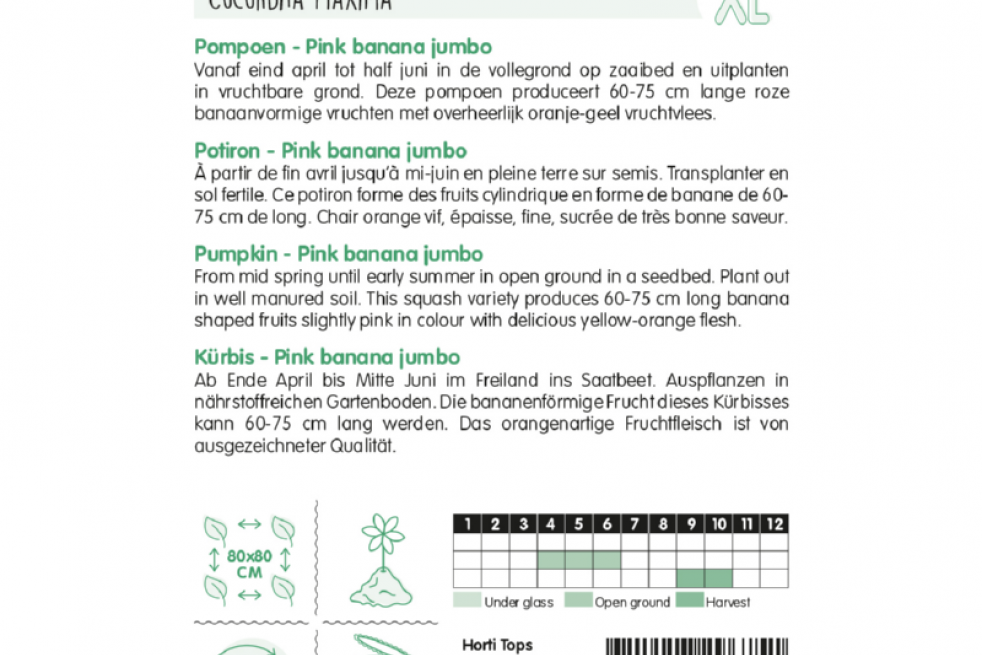 Potiron Pink Banana Jumbo