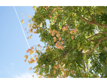 Gele Zeepboom - Koelreuteria Paniculata