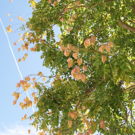 Blasenesche - Blasenbaum - Lampionbaum - Koelreuteria Paniculata