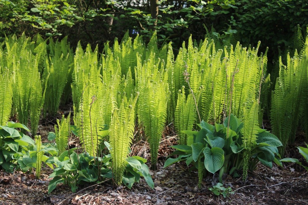 Ostrich-feather fern