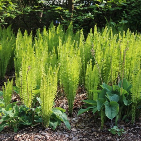 Ostrich-feather fern