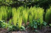 Ostrich-feather fern