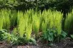 Ostrich-feather fern