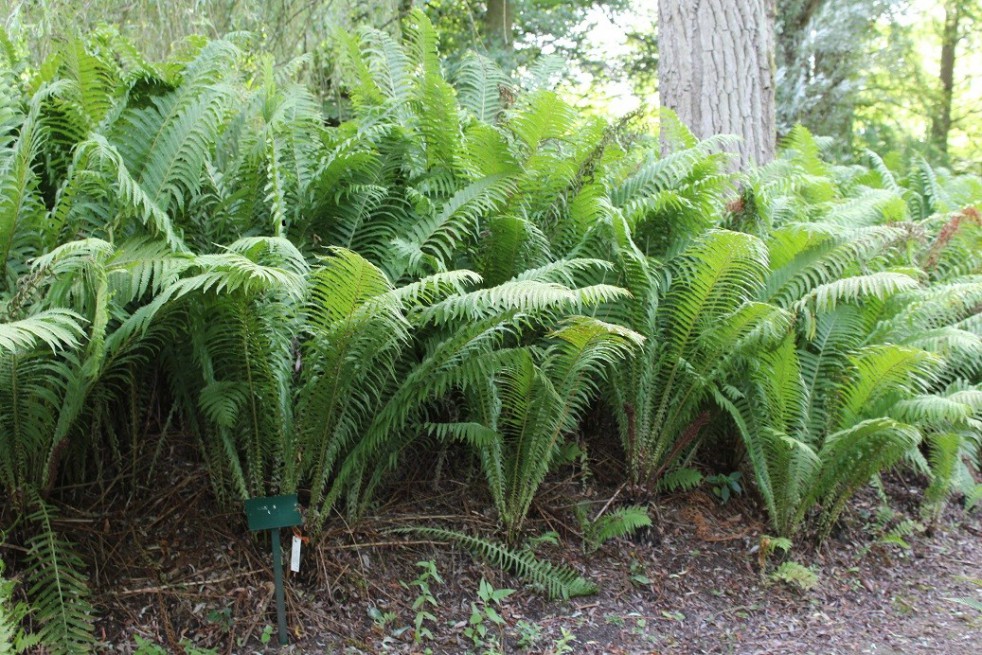 Ostrich-feather fern