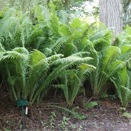Ostrich-feather fern