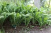 Ostrich-feather fern