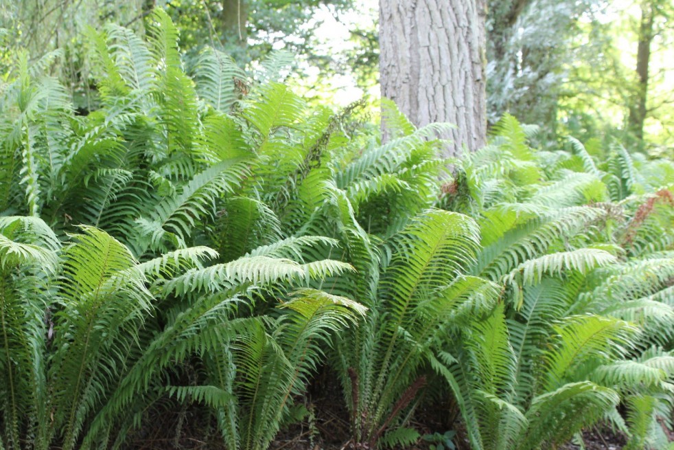 Ostrich-feather fern