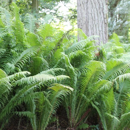 Ostrich-feather fern