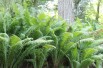 Ostrich-feather fern