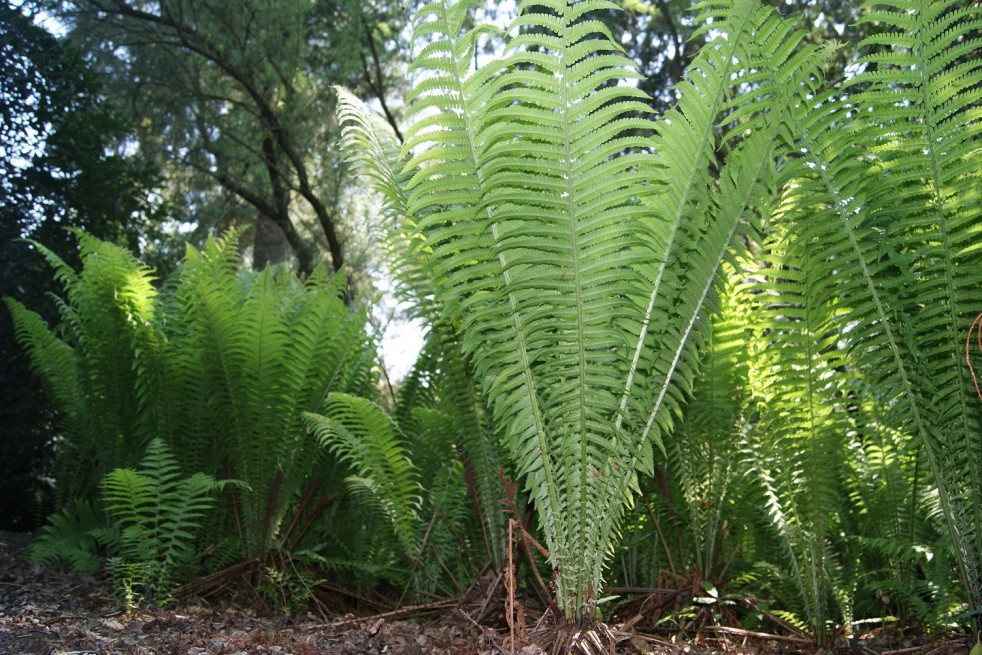 Ostrich-feather fern