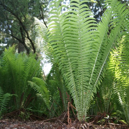 Ostrich-feather fern