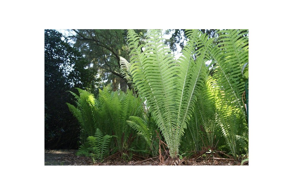 Ostrich-feather fern