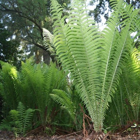 Ostrich-feather fern