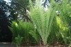 Ostrich-feather fern