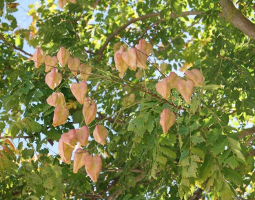 Panicled Goldenrain tree