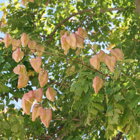 Blasenesche - Blasenbaum - Lampionbaum - Koelreuteria Paniculata