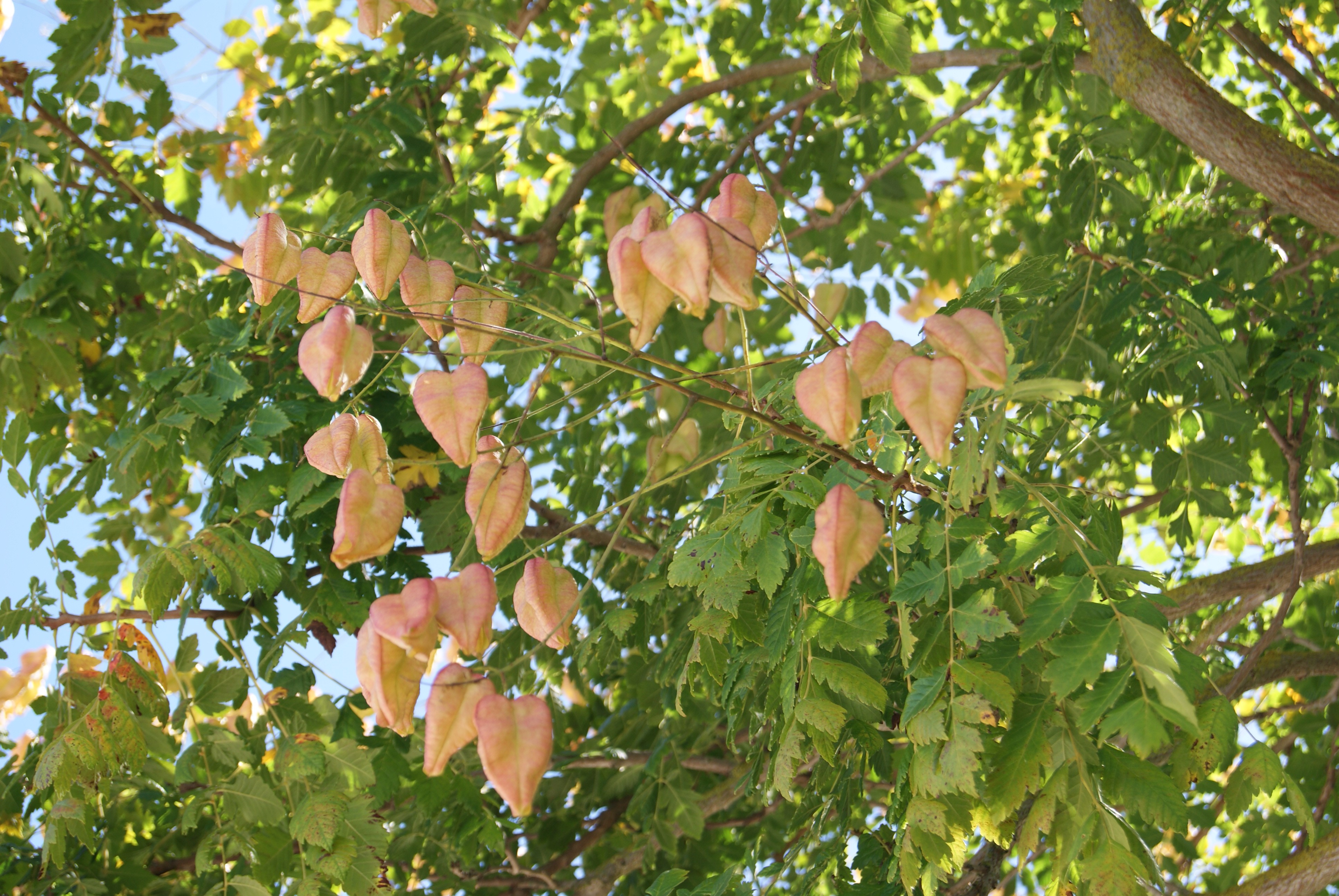 Panicled Goldenrain tree