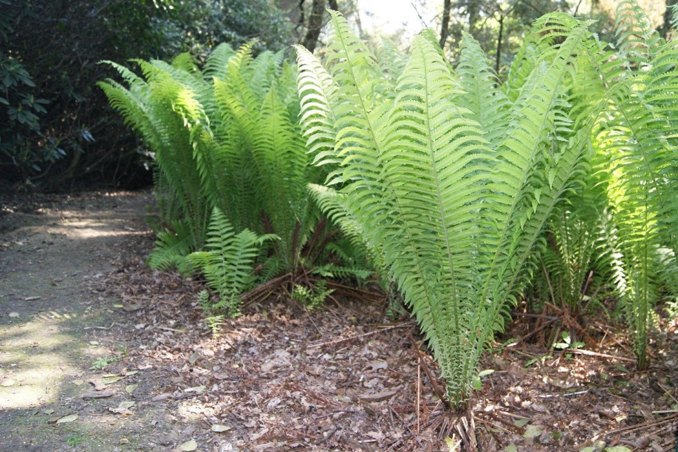 Ostrich-feather fern