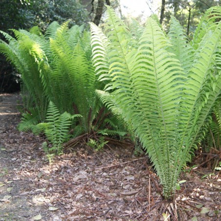 Ostrich-feather fern