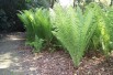 Ostrich-feather fern