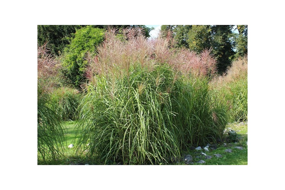 Miscanthus, Roseau de Chine Gracillimus
