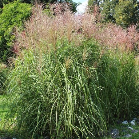 Japanese silver grass Gracillimus