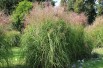 Japanese silver grass Gracillimus