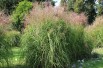Miscanthus, Roseau de Chine Gracillimus