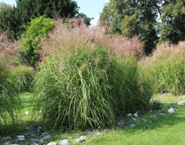 Miscanthus, Roseau de Chine Gracillimus