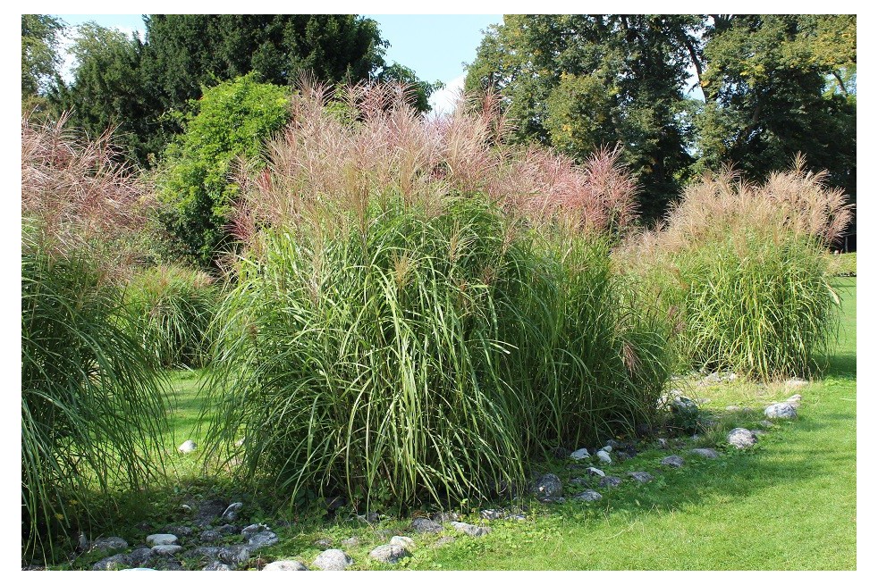 Miscanthus, Roseau de Chine Gracillimus