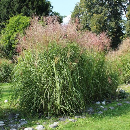 Miscanthus, Roseau de Chine Gracillimus