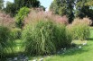 Miscanthus, Roseau de Chine Gracillimus
