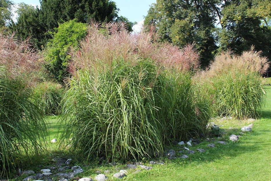 Japanese silver grass Gracillimus