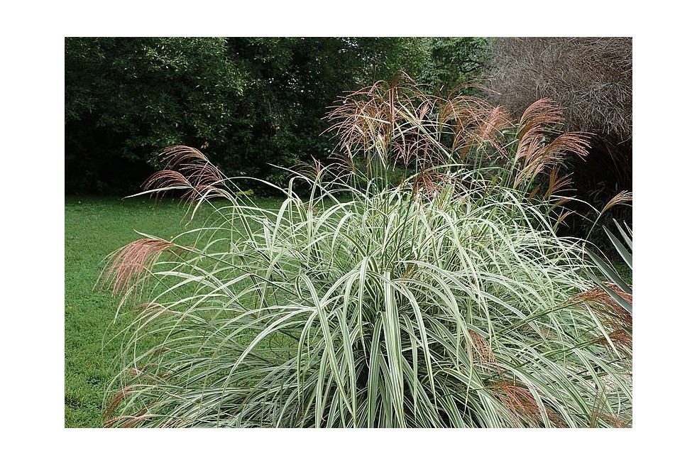 Miscanthus, Roseau de Chine panaché (Krzysztof Ziarnek, Kenraiz, CC BY-SA 4.0 , via Wikimedia Commons)