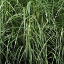 Variegated Japanese silver grass