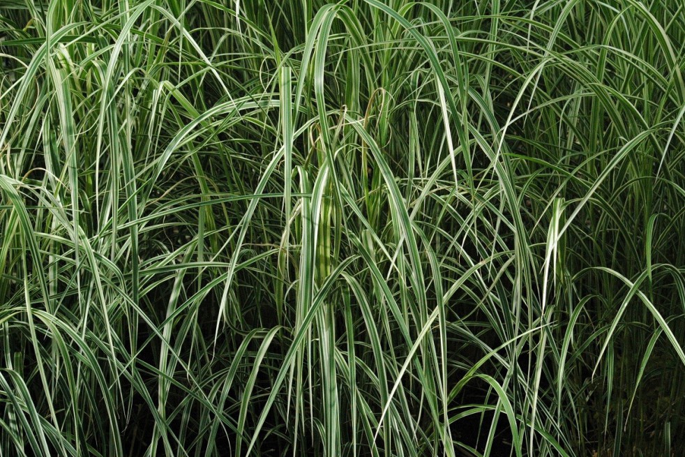 Miscanthus, Roseau de Chine panaché
