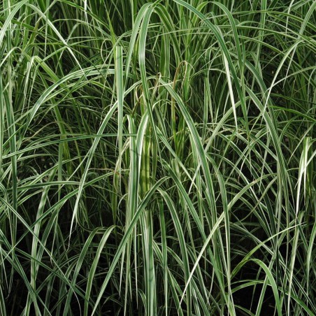 Miscanthus, Roseau de Chine panaché
