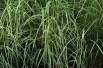 Variegated Japanese silver grass