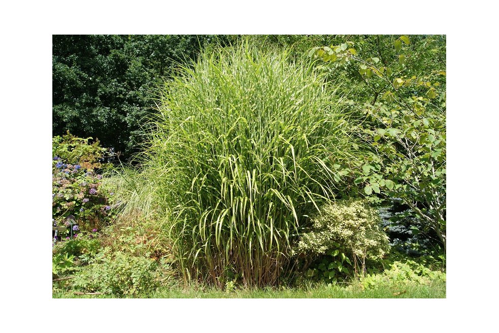 Miscanthus, Roseau de Chine Zebrinus
