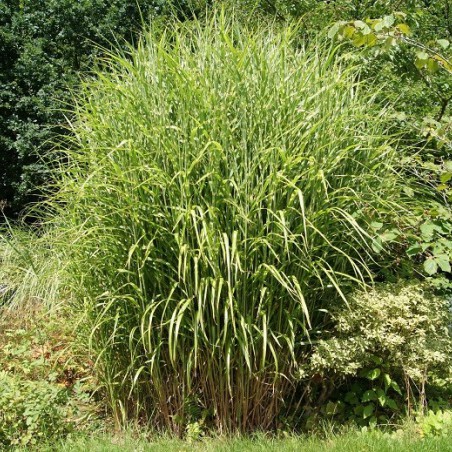 Miscanthus, Roseau de Chine Zebrinus
