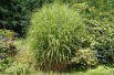 Miscanthus, Roseau de Chine Zebrinus