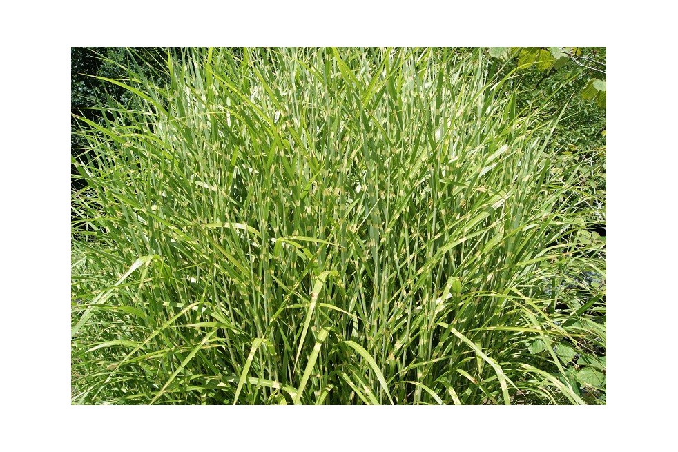 Miscanthus, Roseau de Chine Zebrinus